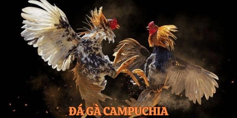 Giới thiệu về đá gà online Campuchia