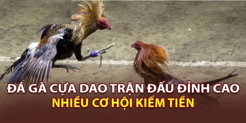 Ưu điểm vượt trội đá gà online cựa dao