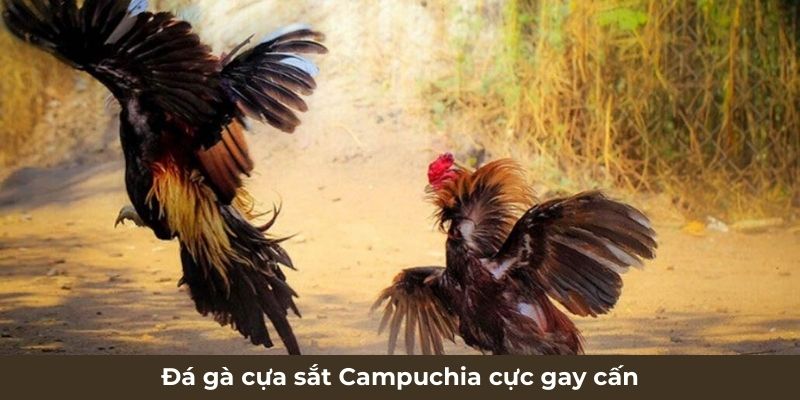 Đá gà cựa sắt Campuchia cực gay cấn 