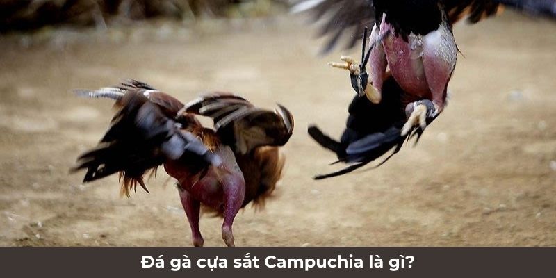 Đá gà cựa sắt Campuchia là gì?