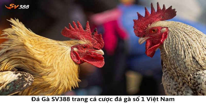 Lý do vì sao nên chơi đá gà SV388 luôn được thịnh hành?