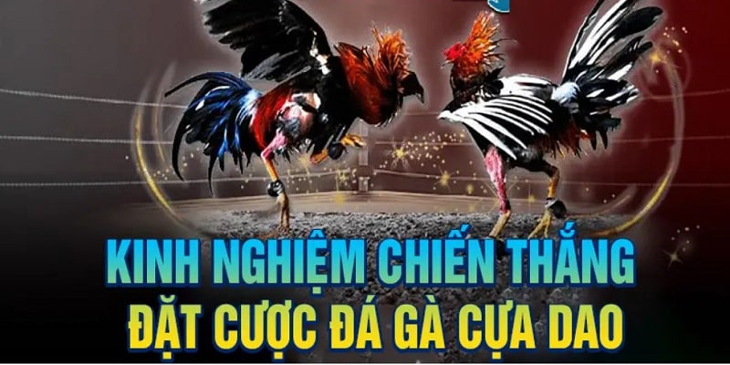 Kinh nghiệm đá gà online cựa dao hiệu quả 