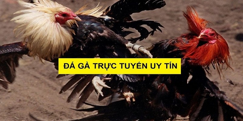 Trực tiếp đá gà online 68 full HD sắc nét, sống động