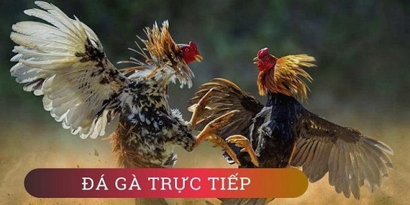 Đá Gà Thomo Trực Tiếp - Thoả Sức Đặt Cược, Kiếm Thưởng To