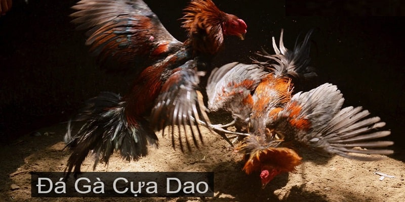 Giới thiệu chung đá gà online cựa dao 