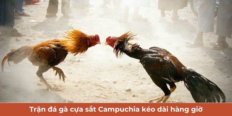 Trận đá gà cựa sắt Campuchia kéo dài hàng giờ