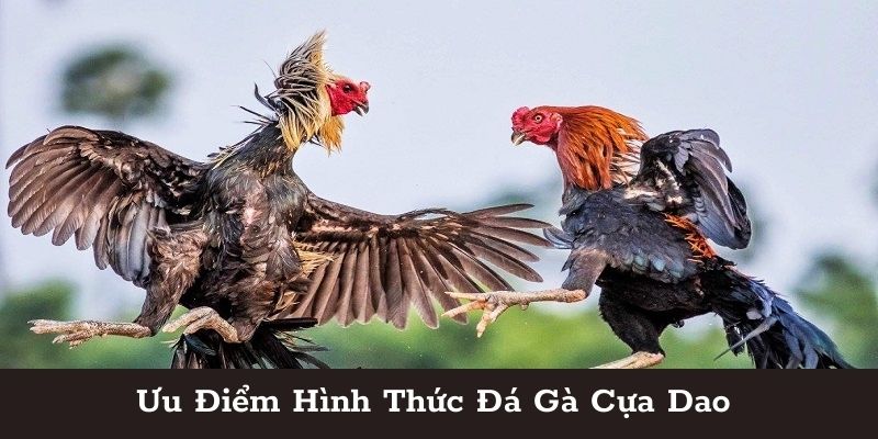 Những loại đá gà online cựa dao phổ biến