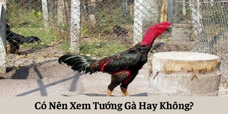 Xem tướng gà có quyết định gà hay hay không?