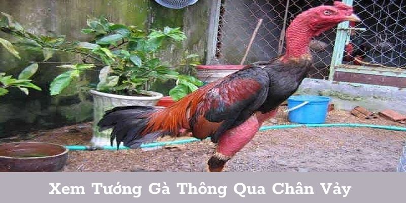 Xem tướng gà đá thông qua chân và vảy