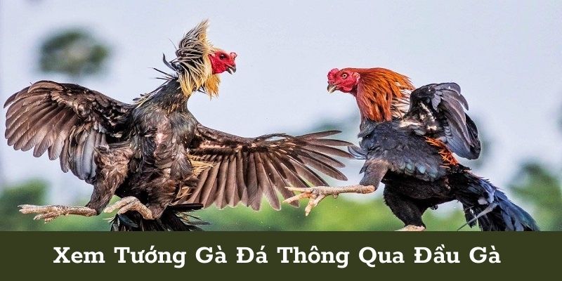 Xem tướng gà thông qua đầu gà